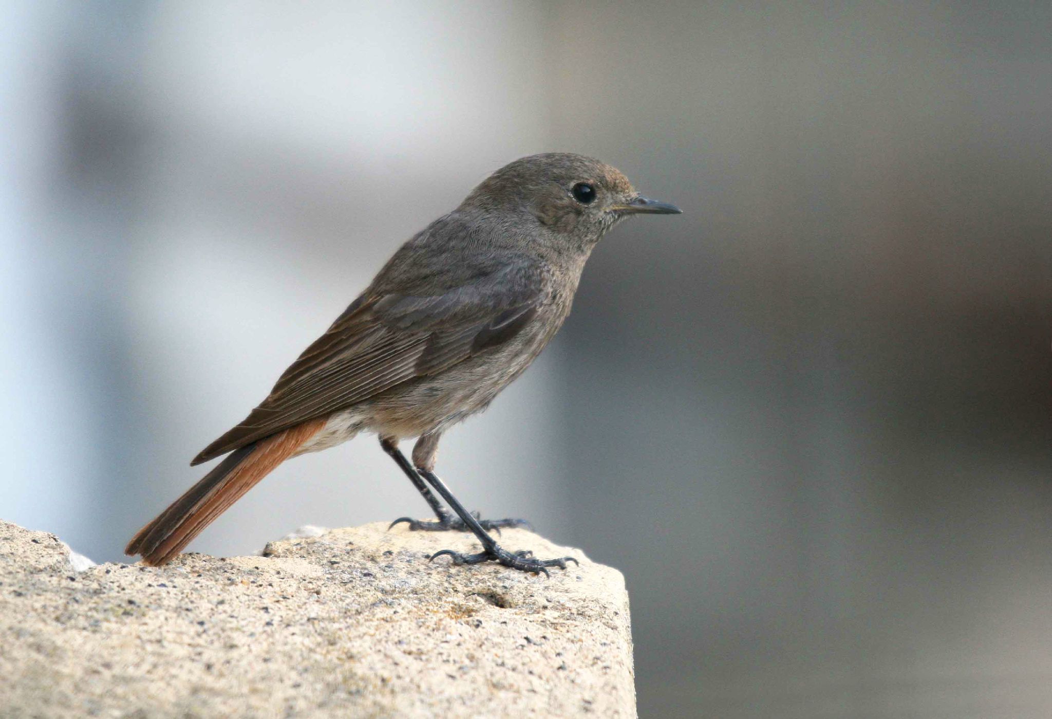 De Mon Balcon 2 Oiseaux Et Compagnie