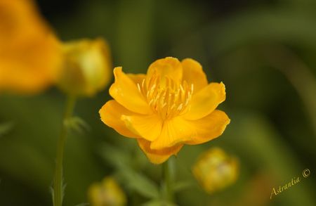 trollius_golden8