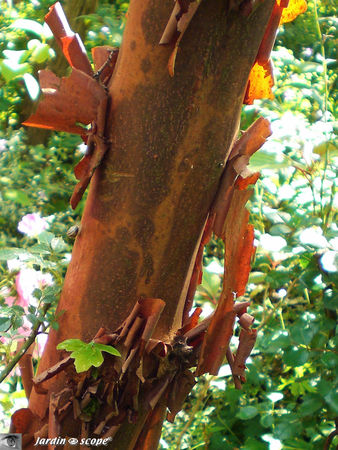 Acer_griseum_2
