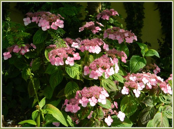 DSCN4650a