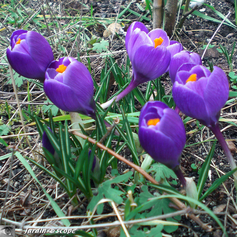 Crocus_bleu_mauve