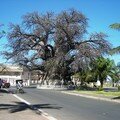 Baobaba