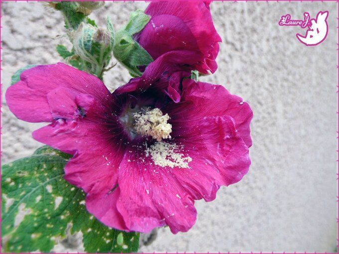 Belle Surprise Au Jardin Rose Trémière En Fleurs