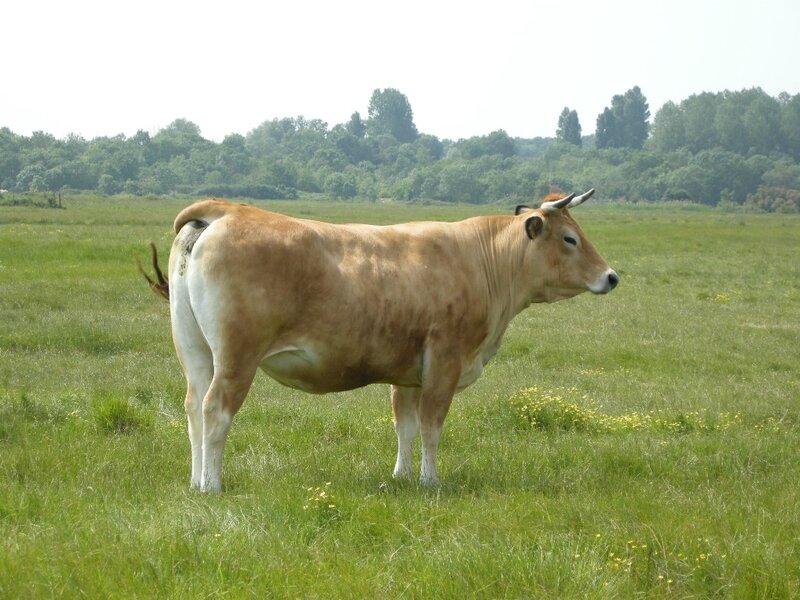 Maraîchine les races bovines du mondes