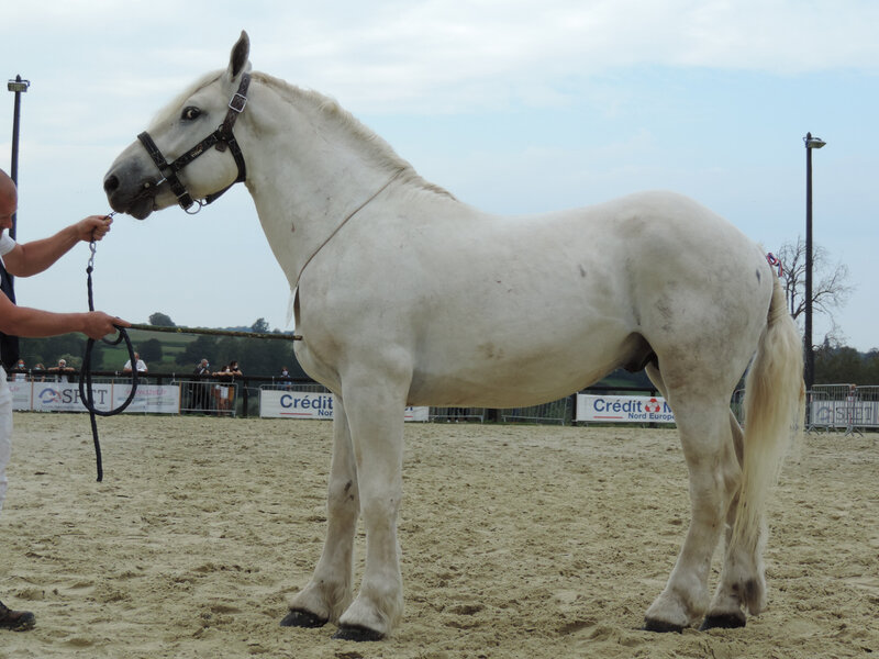 Grand Duc - 19 Septembre 2020 - Concours des Etalons Boulonnais - Samer (62) - 6e (4 et 5 ans) Ajourné