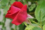 Rose 'Red-Parfum' - Amour Passion