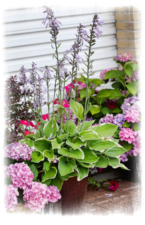 Hosta_Marginata