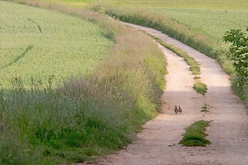 plaine oiseaux perdrix chemin matin 190517