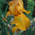 Iris 'Radiant summer'