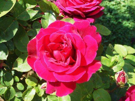 2007_0302roseraie0024