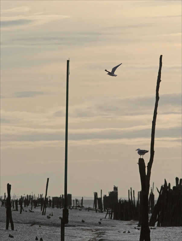 Baie Aiguillon 300 241020 31 piquets oiseaux contrej ym