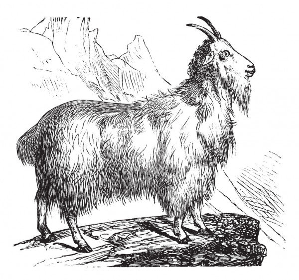 Chèvre d'or