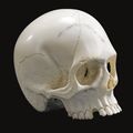 German or Austrian, 19th century, memento mori skull. photo Sotheby's