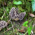 Bouquet de morilles communes
