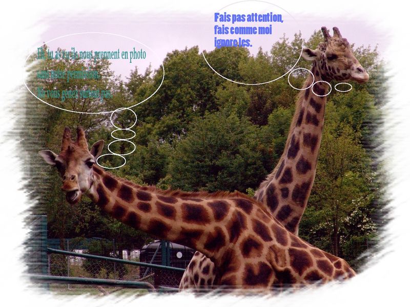 Mes Cartes Humoristiques Girafe Creationsy