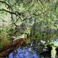 Glaswaldsee