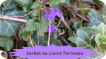 26 LIERRE TERRESTRE(4)Sorbet au Lierre Terrestre-modified