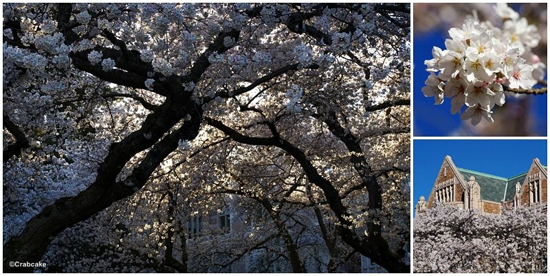Cherry blossom Seattle 3