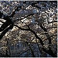 Cherry blossom Seattle 3
