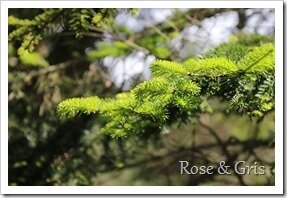 IMG_4505