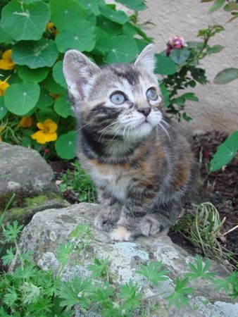chats_041