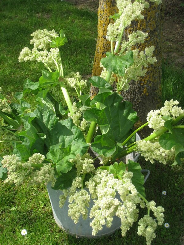 Fleur De Rhubarbe Patines Couleurs