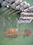 Isla_Mujeres_087
