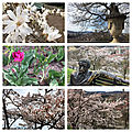 Les cerisiers du japon, dernière avant chute des pétales !