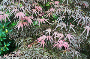 Jardins_de_callunes_0151