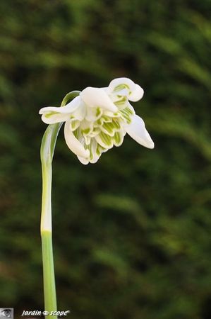 Galanthus-nivalis-à-fleur-double