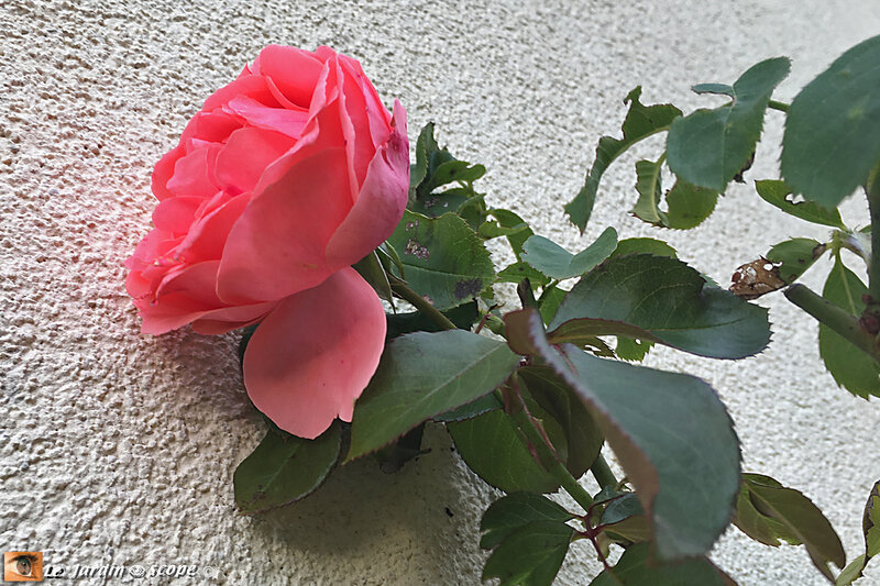 Rosa-Kimono