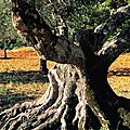 L'olivier, arbre éternel et élixir de jouvence