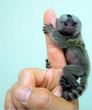 Un singe qui met le doigt là ou ça fait mal ! 