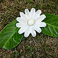 Fleur de navet (champ incurvé, gouge en U)