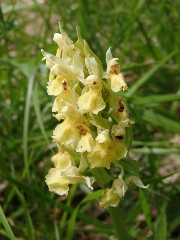 orchidée surreau