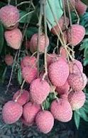 leetchi