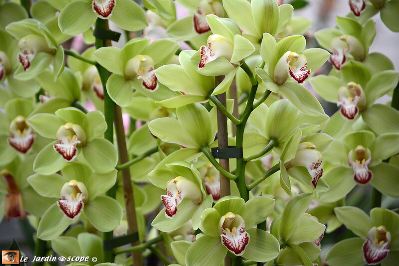 PAT_9248 Orchidées 2019 Orléans