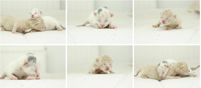 petits chats