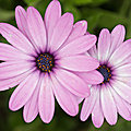 Marguerites du cap ...