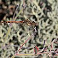 IMG_8751 - Copie