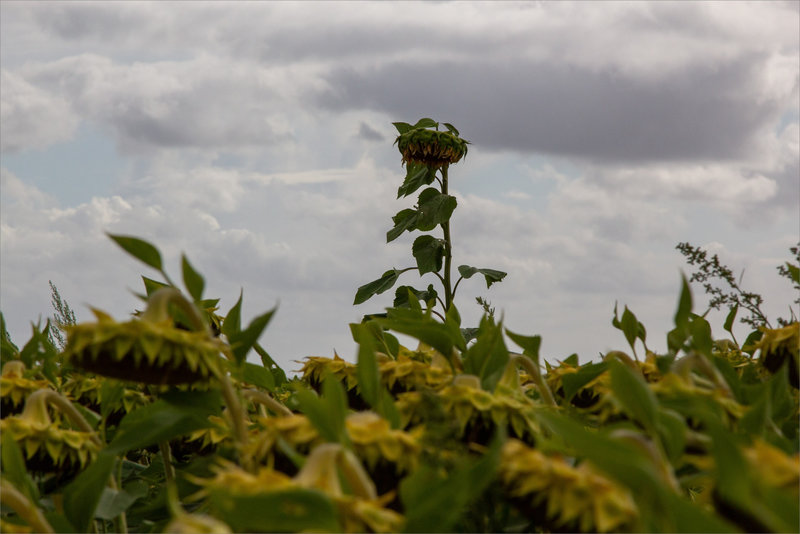 Plaine tournesols tempête contrej 3 030823