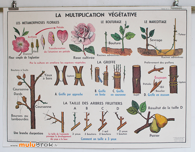 AFFICHE-FLEURS-Multiplication-1-muluBrok-Vintage