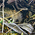 Erinaceus