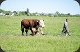 Ireland_Bord_Bia (32)