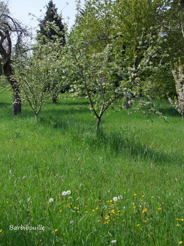 pommier20 Avril14