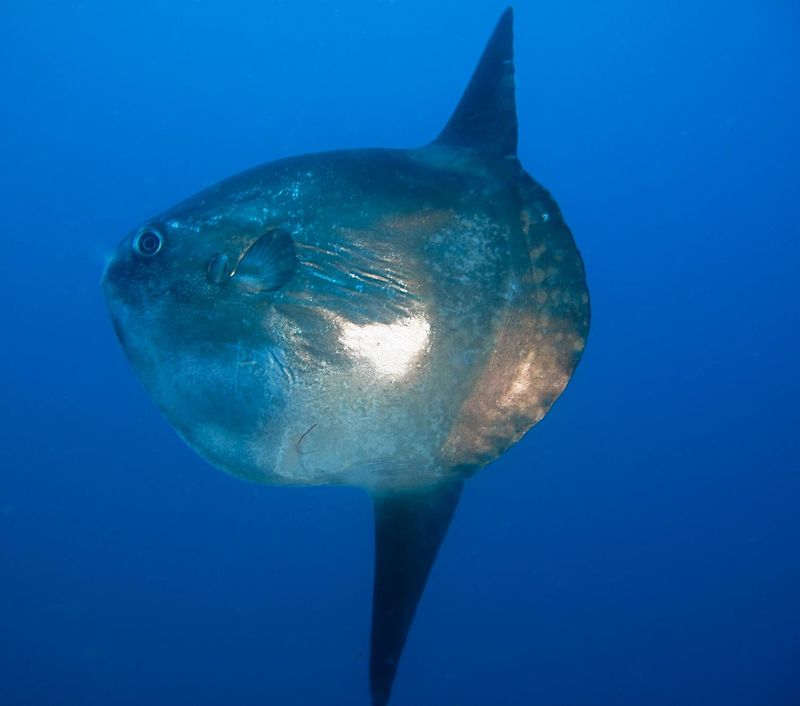 Poisson Lune Photo De 6 Argeles Sur Mer Ete 09 Flo Sous L Eau