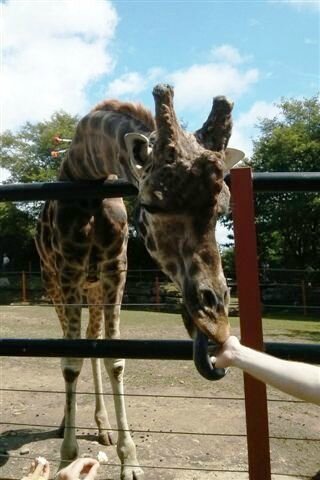 Girafe à Pont-Scorff ©Kid Friendly