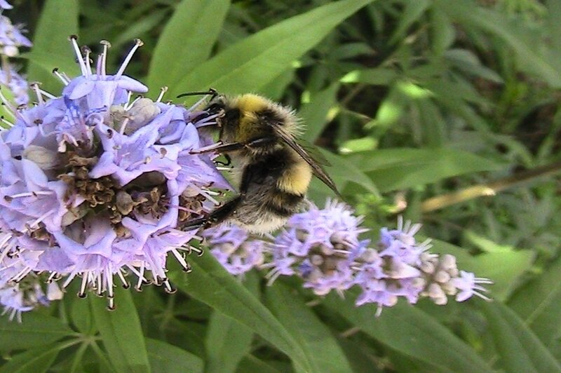 abeille 1