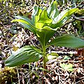 planta-15