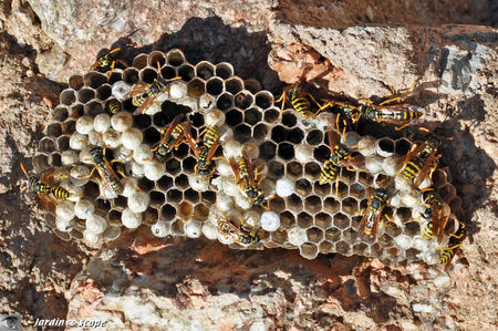 Nid de Guêpes - Polistes gallicus